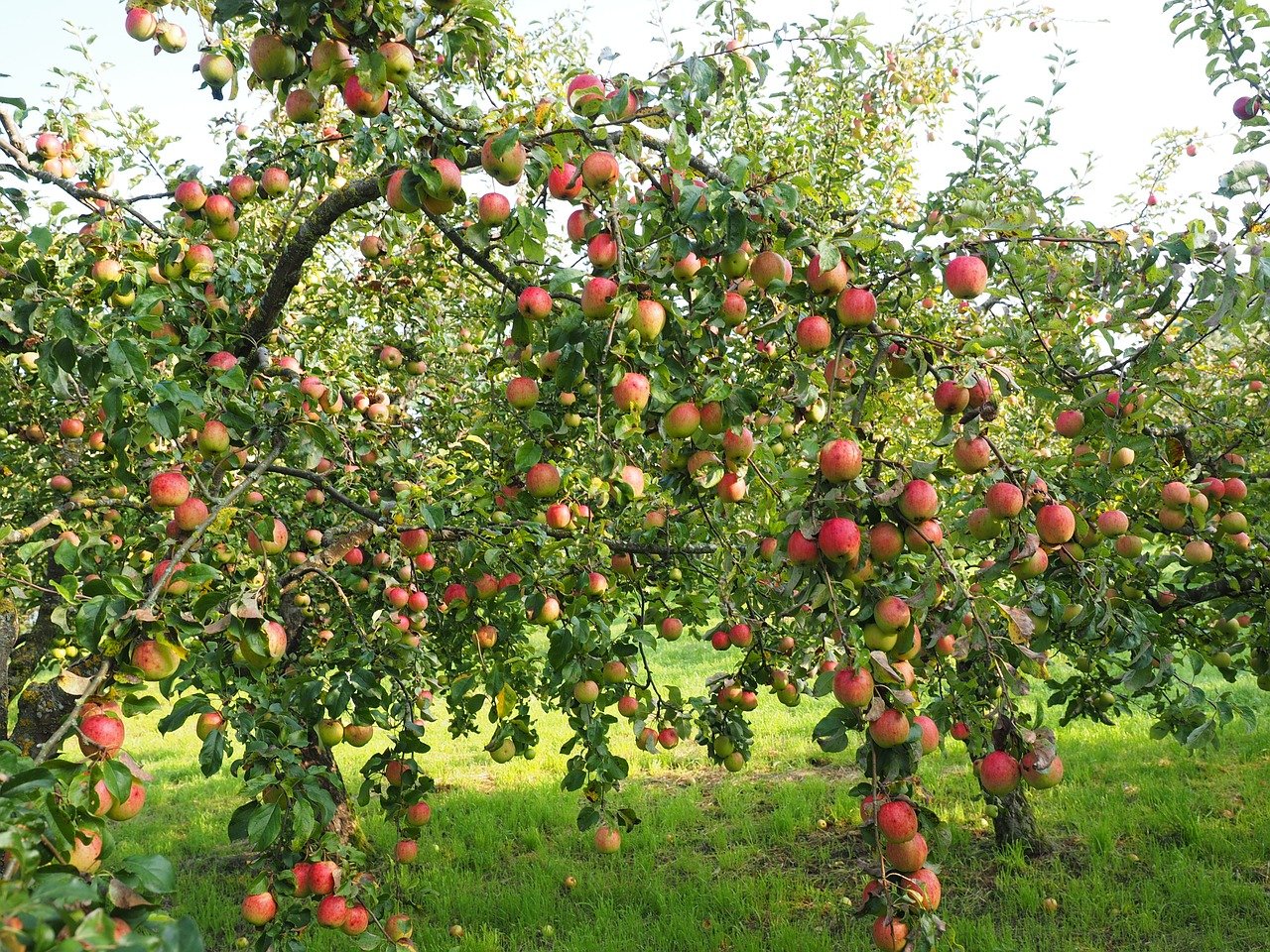Jakie jabłonie do sadu przydomowego wybrać?